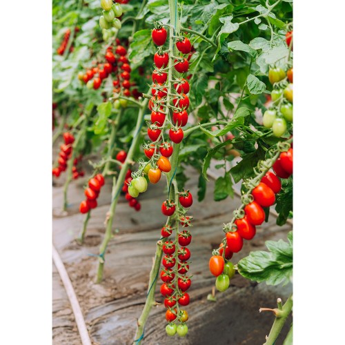 LUCINDA F1, 100 sem. - seminte Tomate...