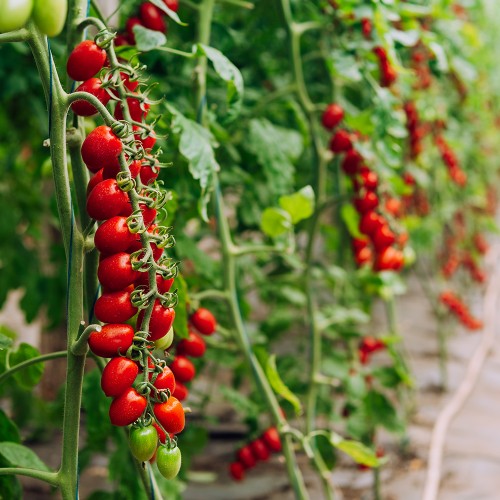 LUCINDA F1, 100 sem. - seminte Tomate...